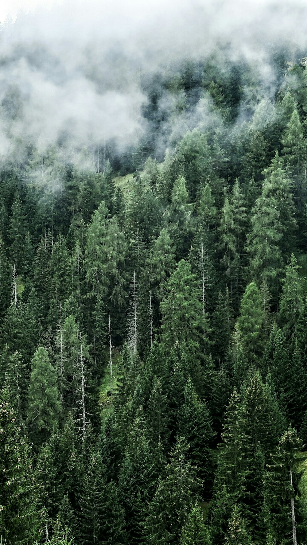 arbres verts sur la montagne pendant la journée