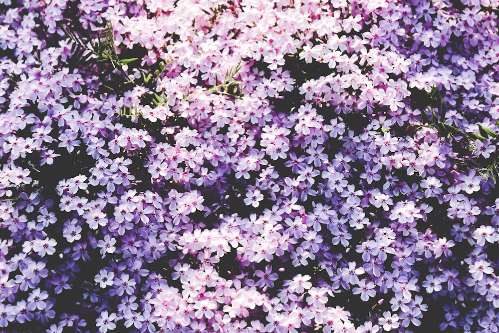 A picture full of purplish white flowers.