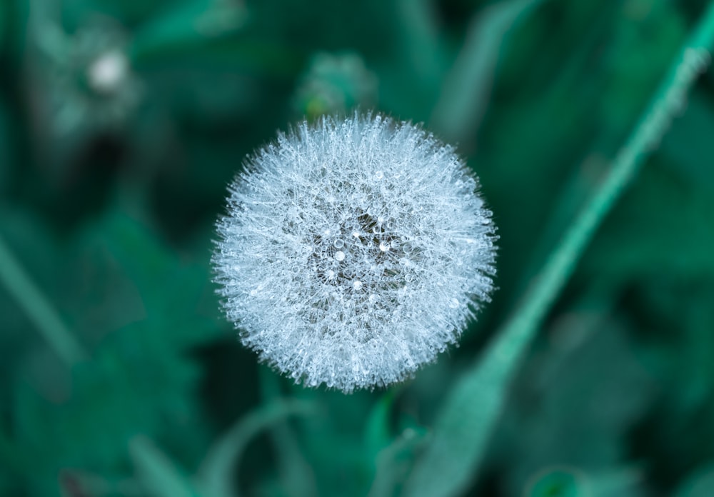 selective focus photography of a dandelion clock