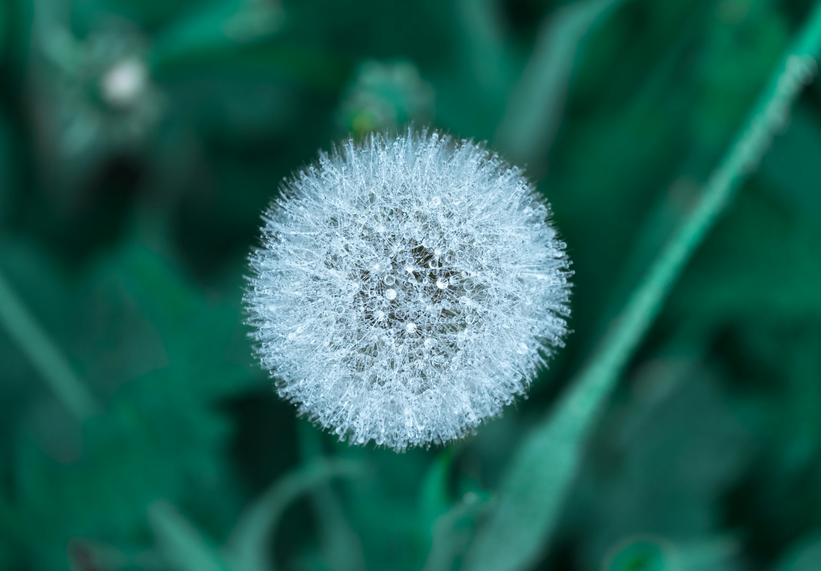 Fujifilm X-A2 + Fujifilm XC 50-230mm F4.5-6.7 OIS II sample photo. Selective focus photography of photography