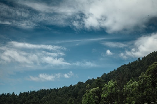 photograph of forest in Dharamkot India