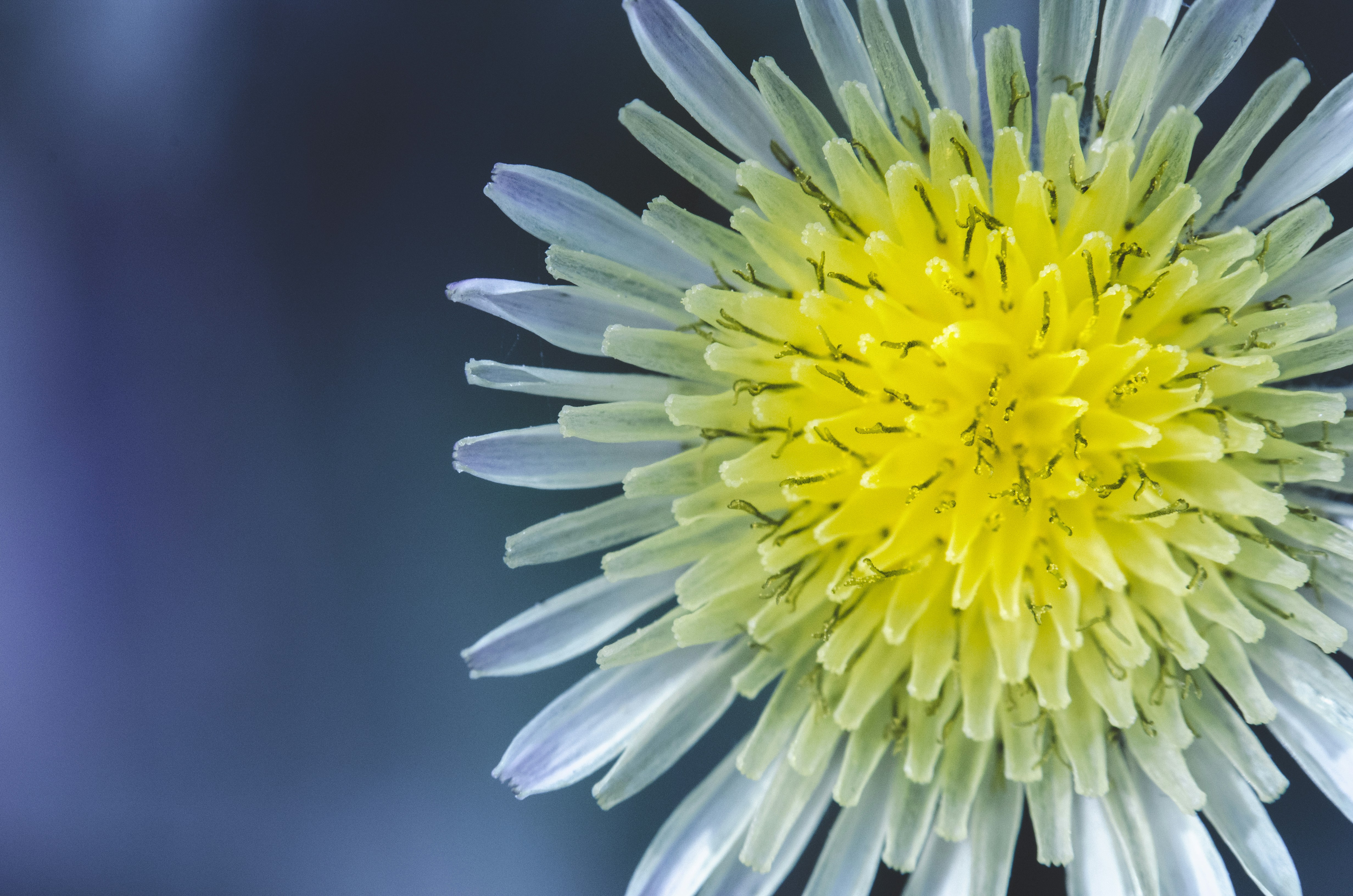 Free Unsplash photo from Aditya Saxena