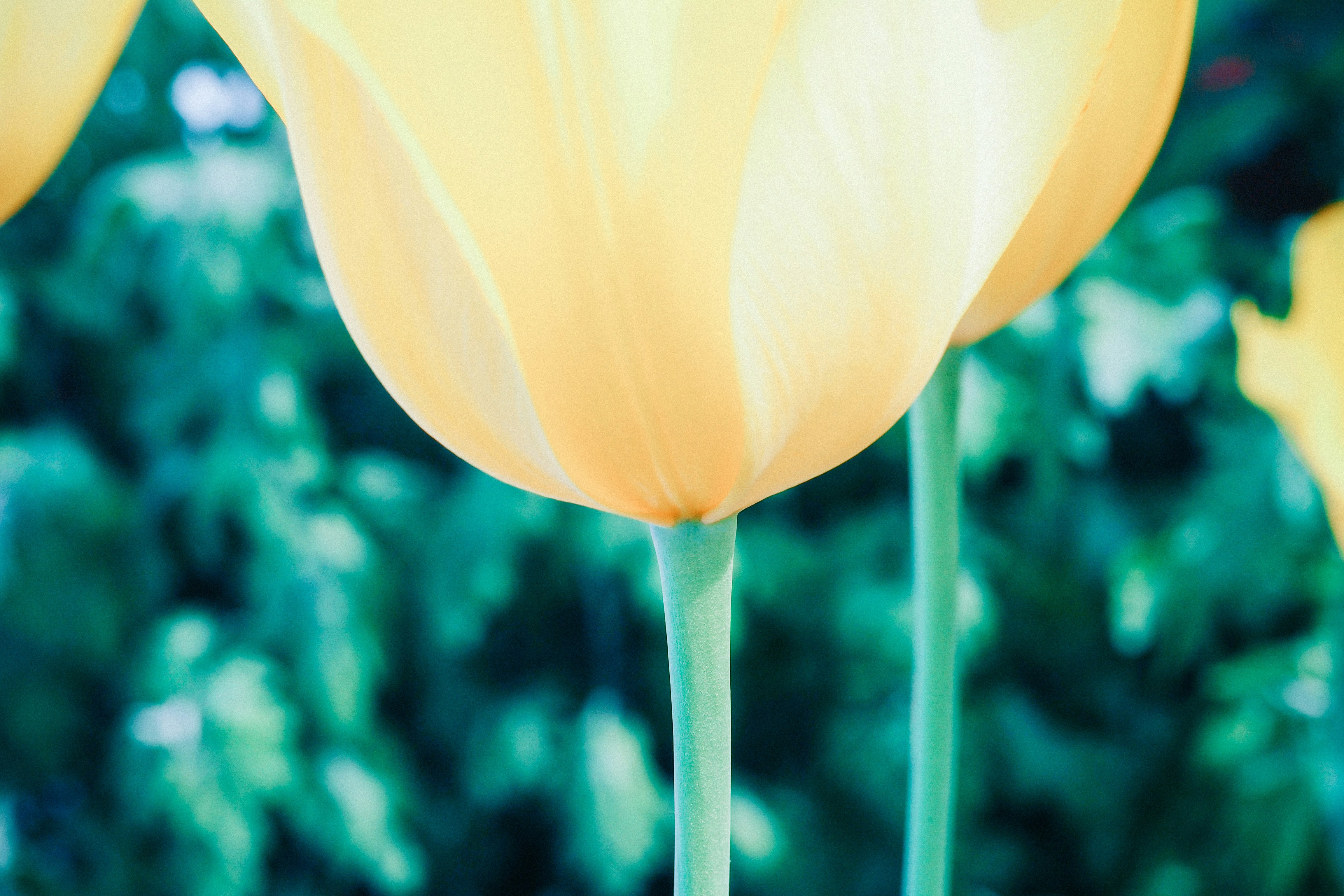 Free Unsplash photo from Alexandru Loghin