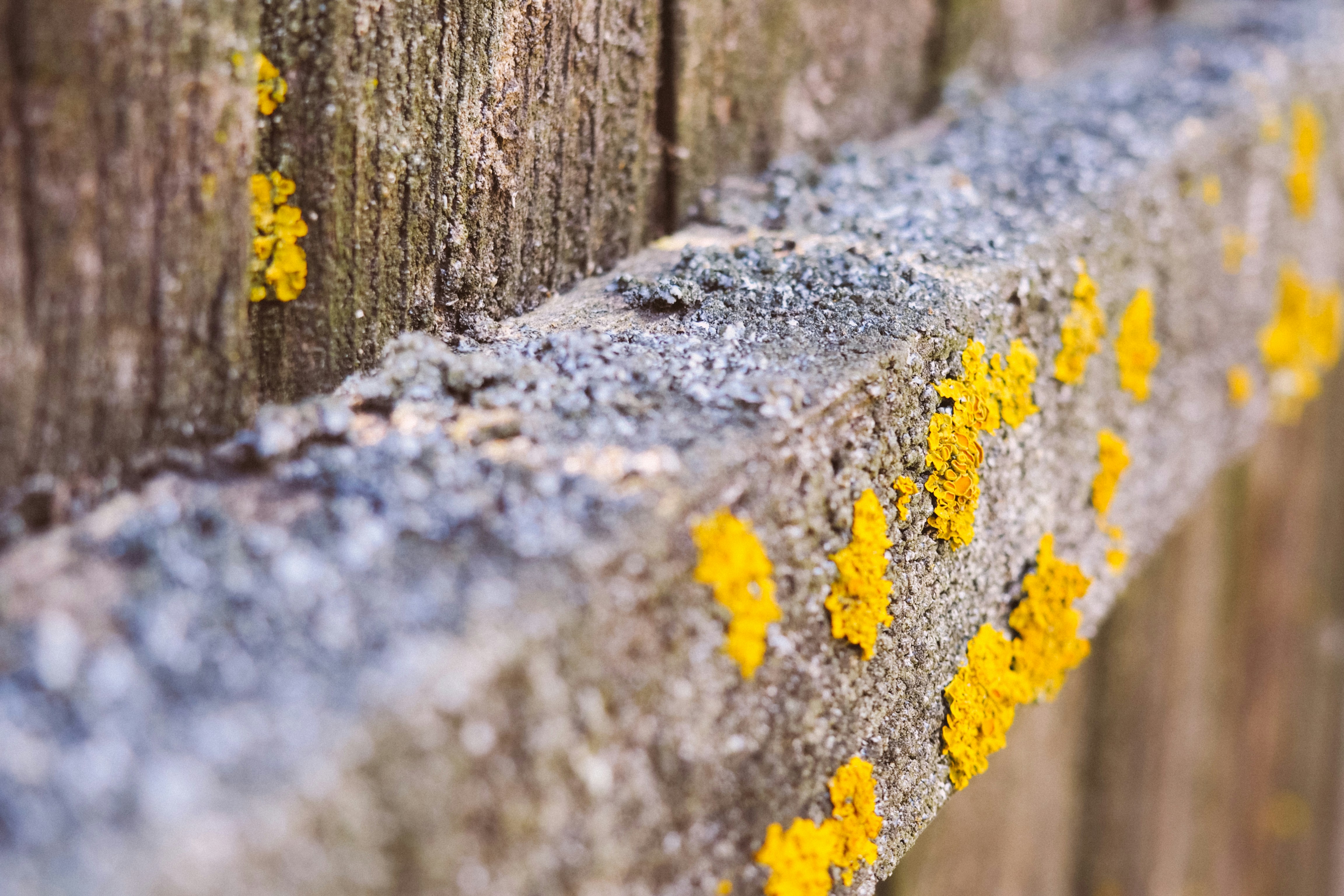 Free Unsplash photo from Alexandru Loghin