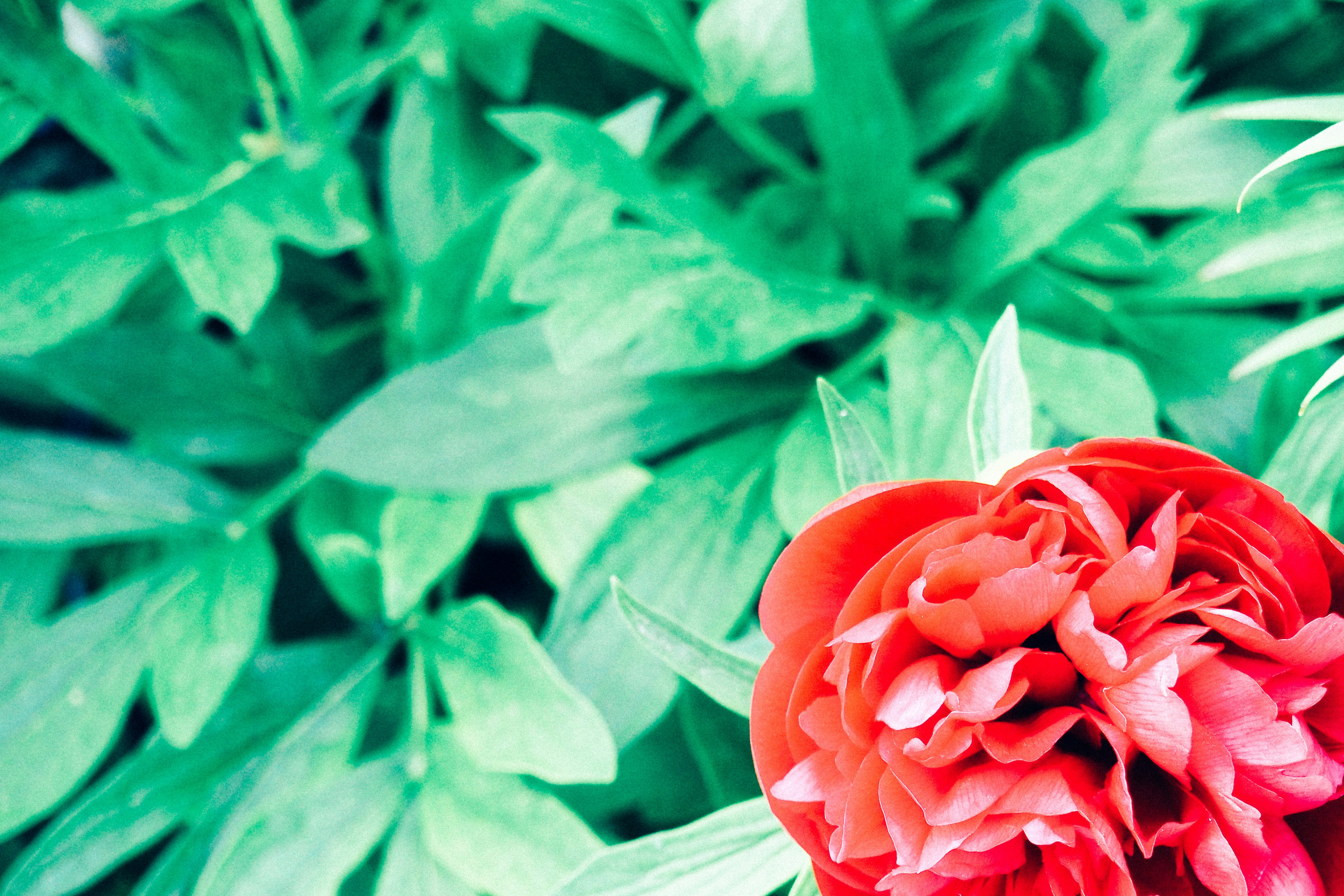 Free Unsplash photo from Alexandru Loghin