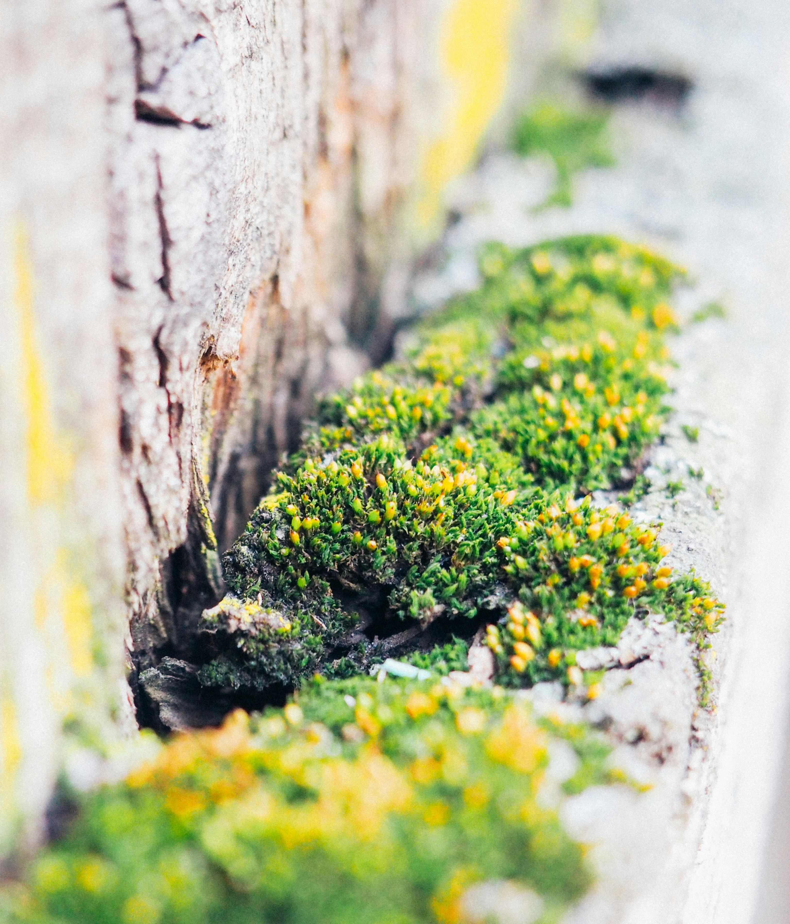 Free Unsplash photo from Alexandru Loghin