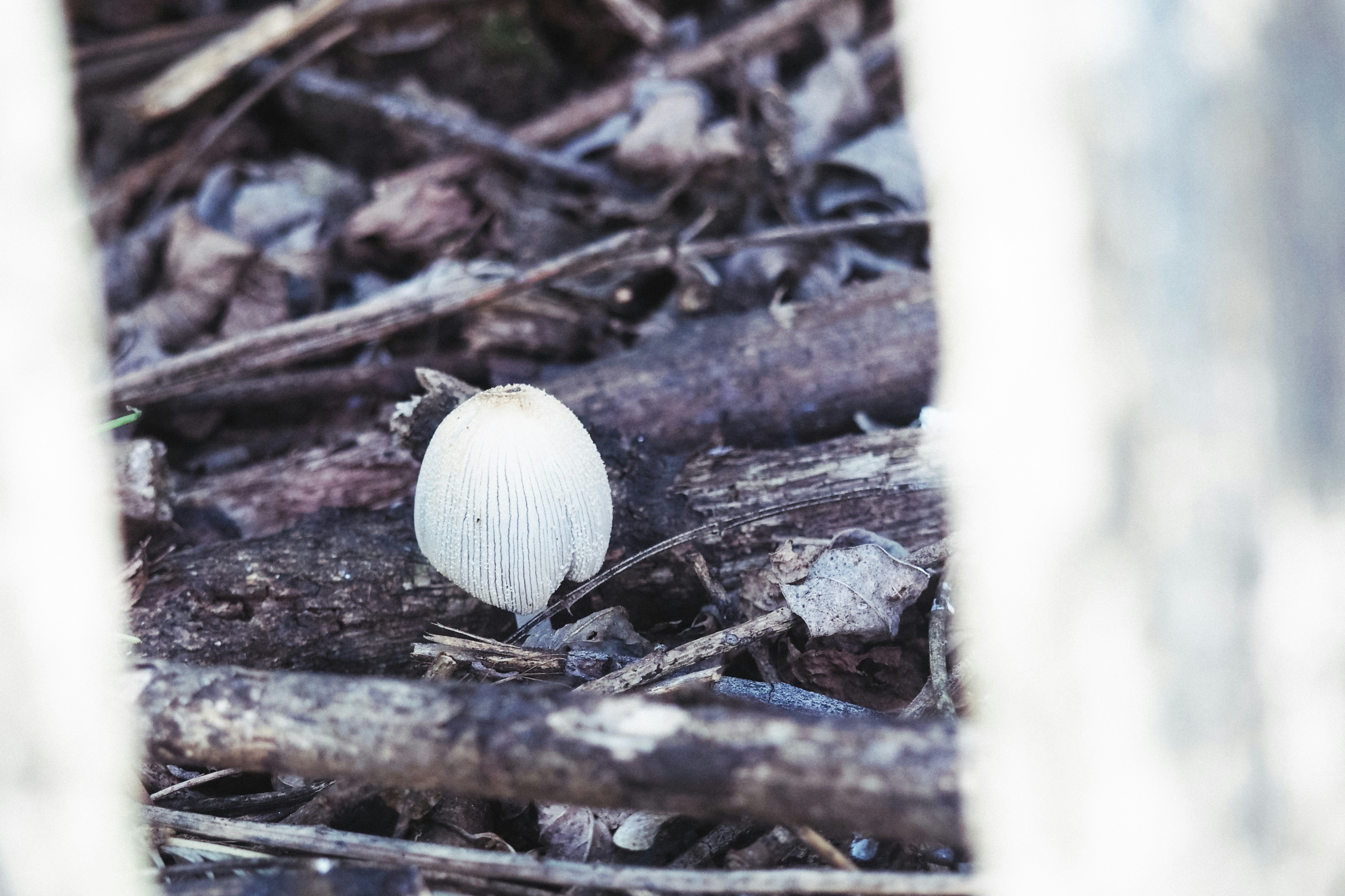 Free Unsplash photo from Alexandru Loghin