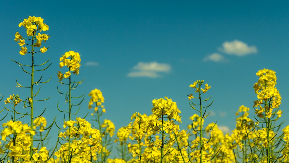 白い曇り空の下にピンクの花