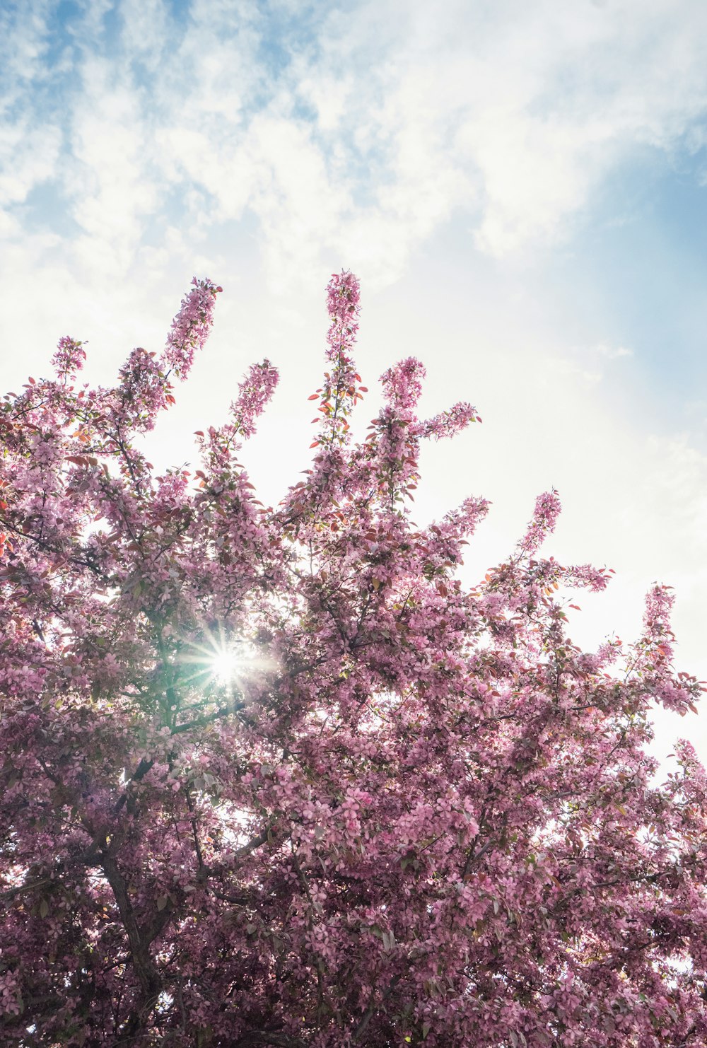 O sol brilha através dos galhos de uma árvore florida