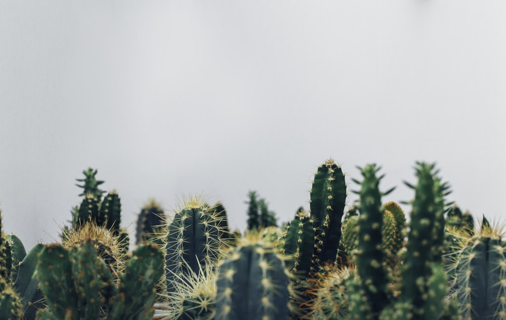 cactus verts