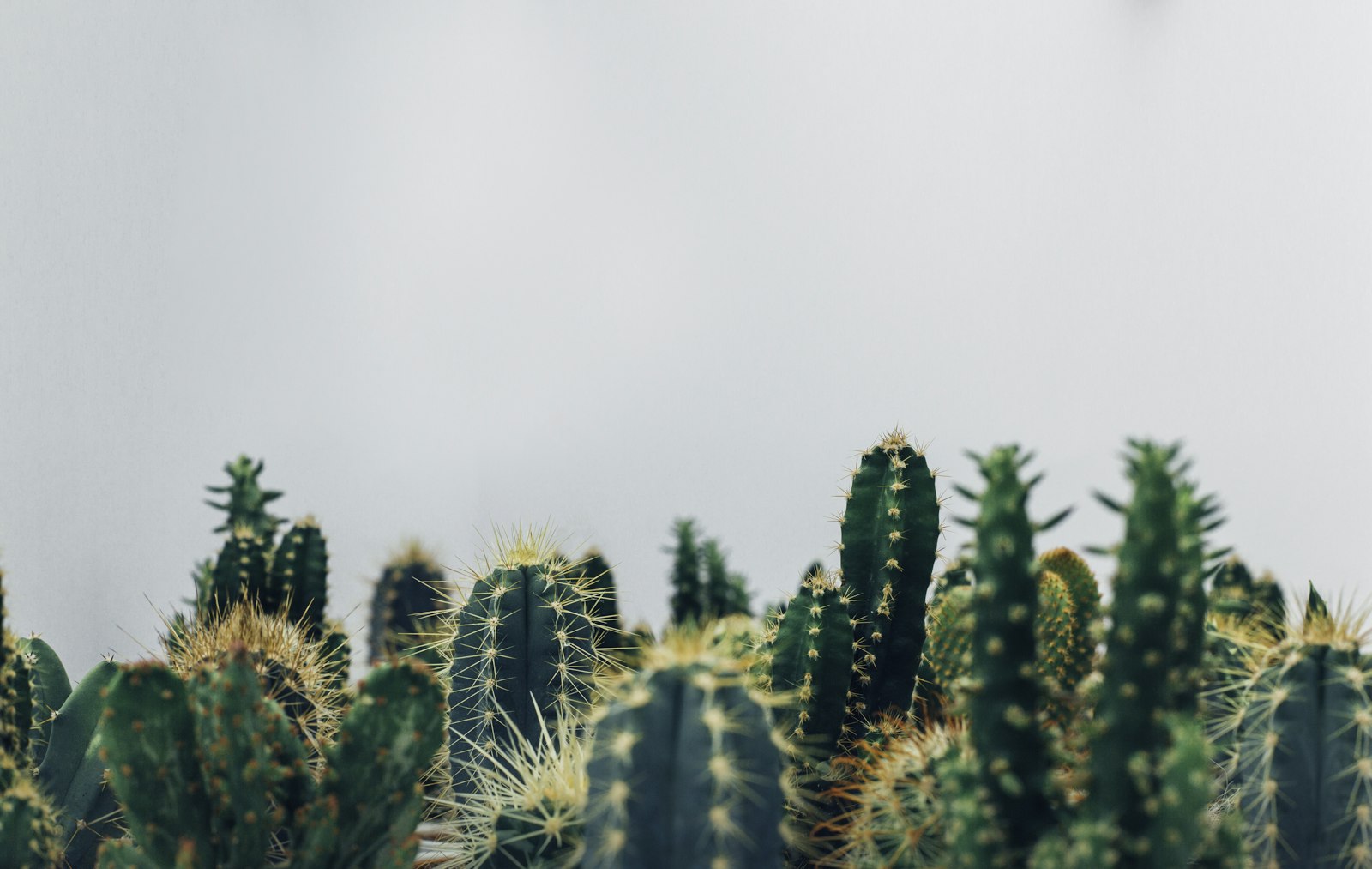 Canon EOS 5D Mark III + Canon EF 50mm F1.8 II sample photo. Green cacti photography