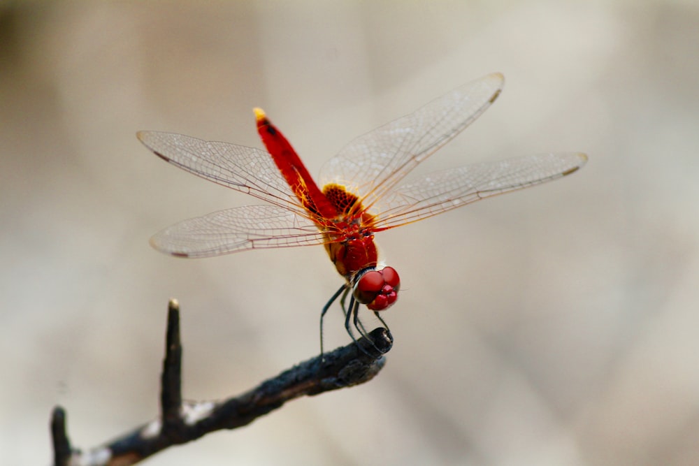 libélula vermelha polinizando em galho de árvore