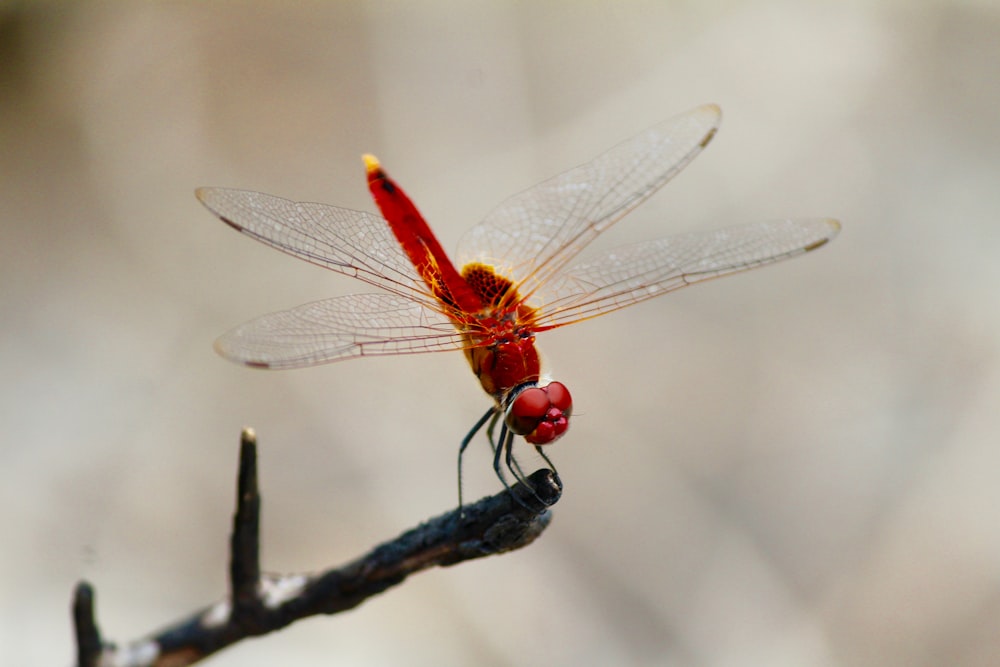 libellule rouge pollinisatrice sur une branche d’arbre