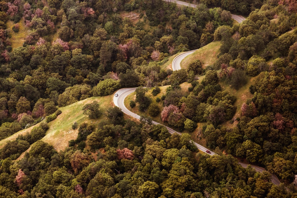 Photographie aérienne d’une route en béton dans une forêt