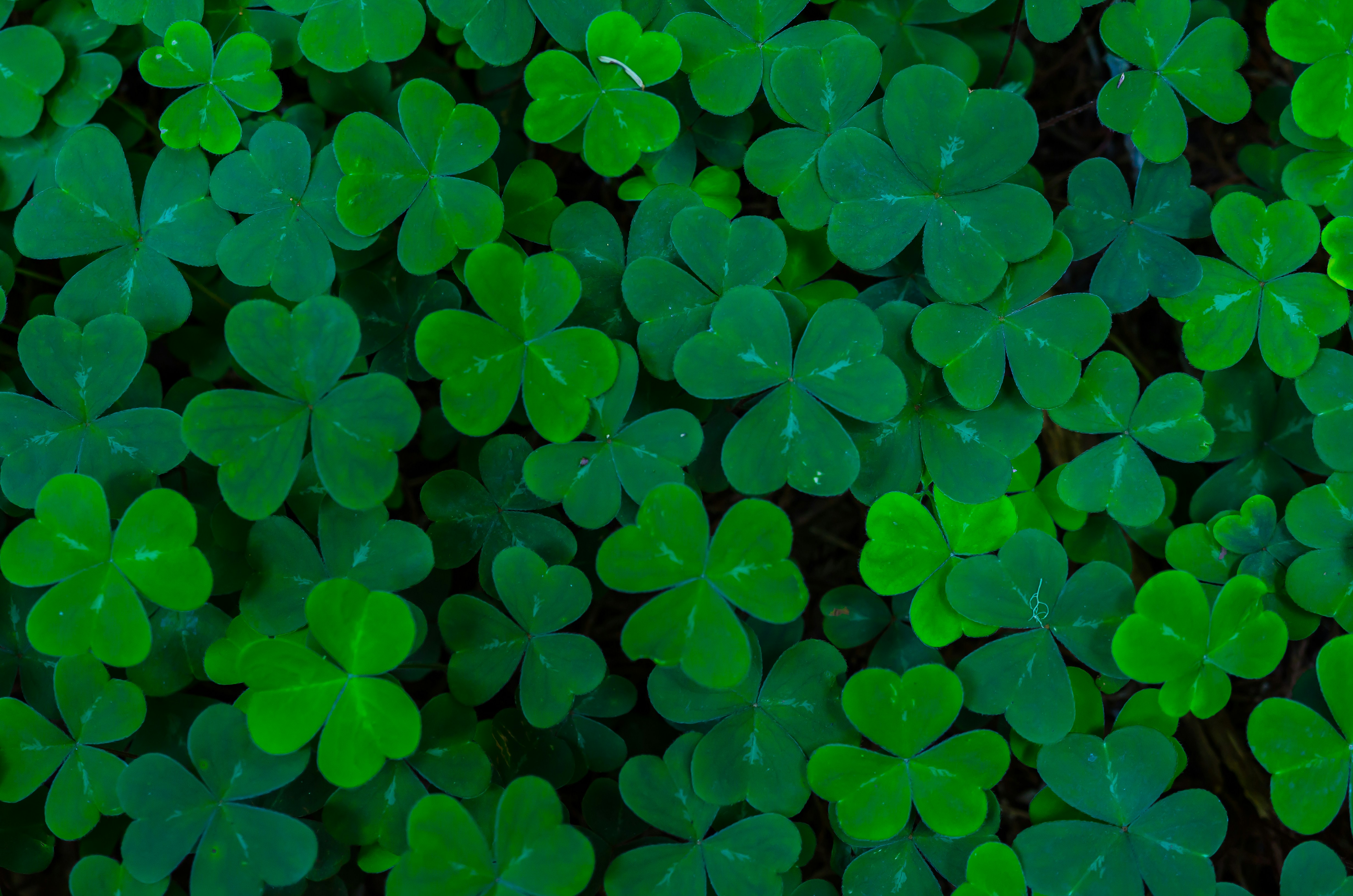 Free Unsplash photo from Ganapathy Kumar