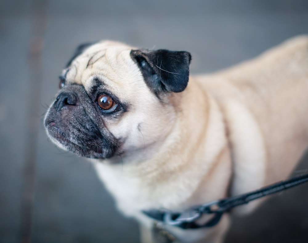 shallow focus photography of fawn Pug