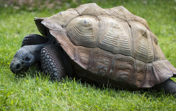 brown and gray turtle in green grass at daytime