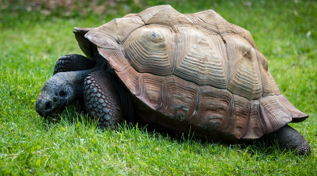 brown and gray turtle in green grass at daytime