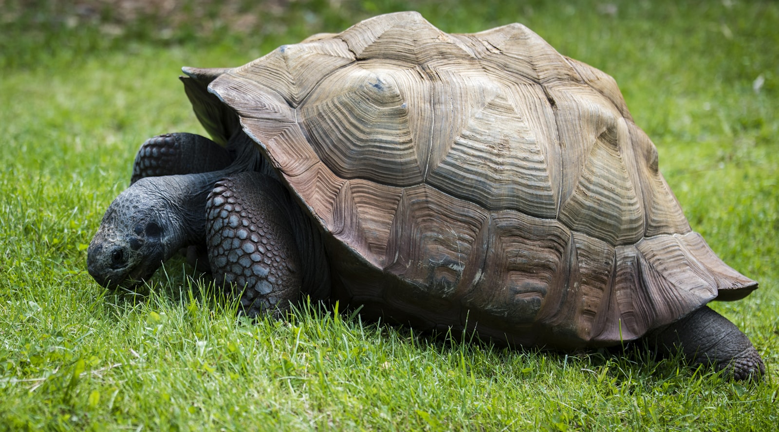 Nikon D810 + Nikon AF-S Nikkor 70-200mm F2.8G ED VR II sample photo. Brown and gray turtle photography