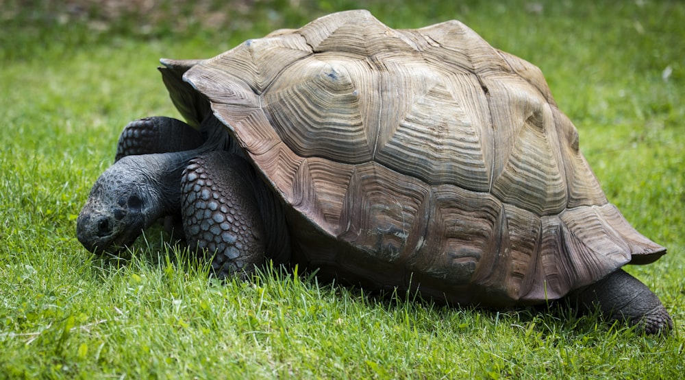 Tortuga marrón y gris en hierba verde durante el día