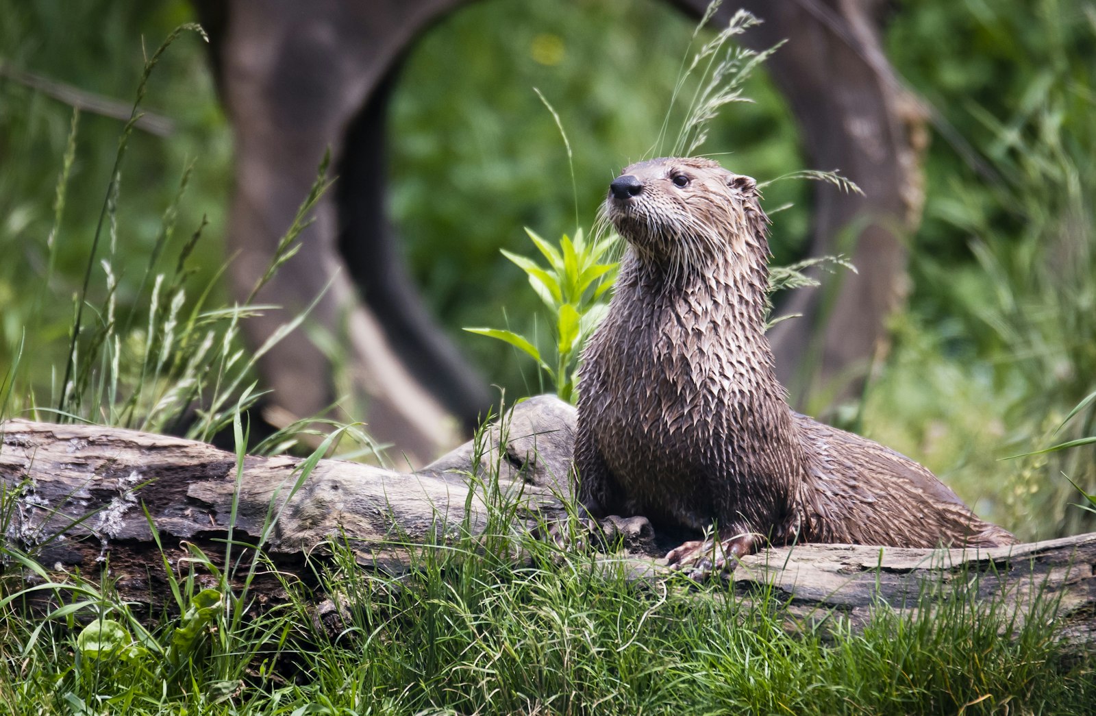 Nikon D810 + Nikon AF-S Nikkor 70-200mm F2.8G ED VR II sample photo. Brown otter photography