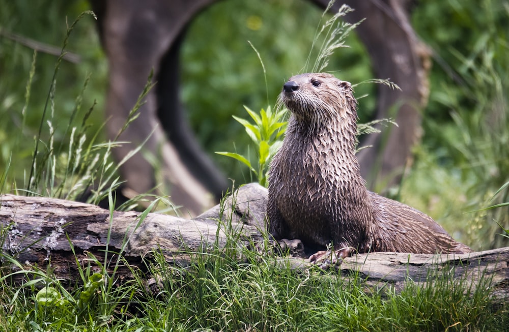 brown otter