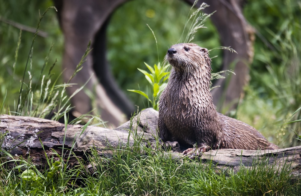 Nutria marrón