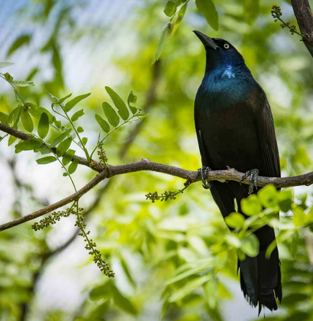 木の枝にとどまる黒と青の鳥のセレクティブフォーカス写真