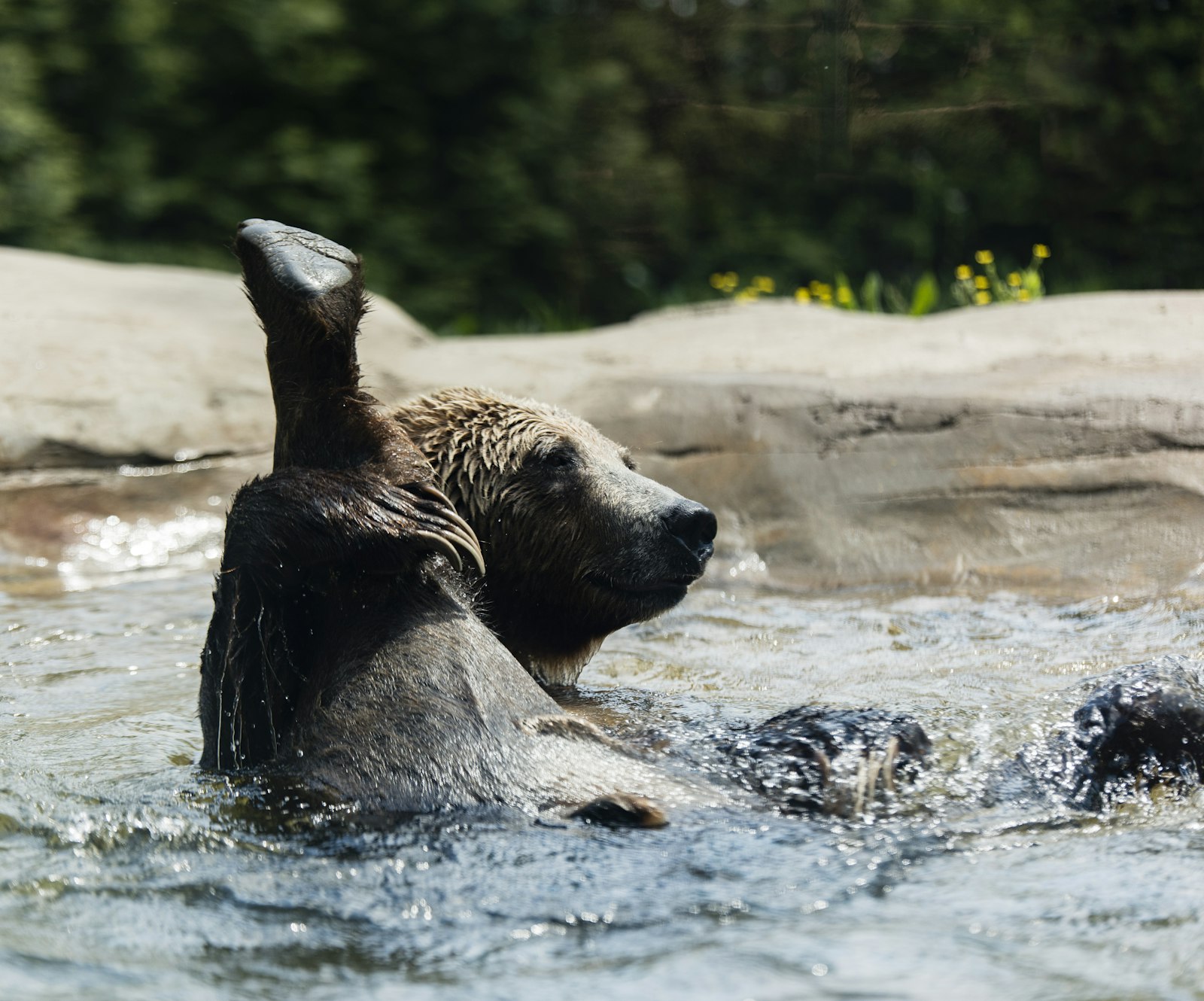 Nikon D810 + Nikon AF-S Nikkor 70-200mm F2.8G ED VR II sample photo. Brown animal swimming on photography