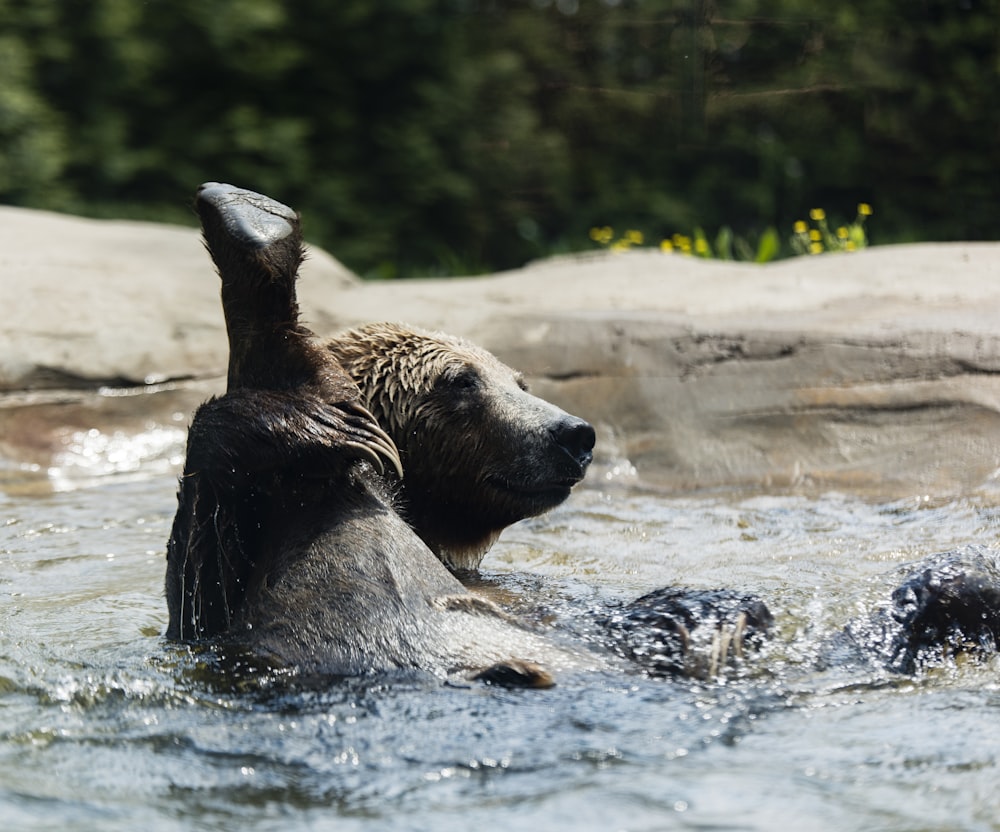 brown animal swimming on body of water