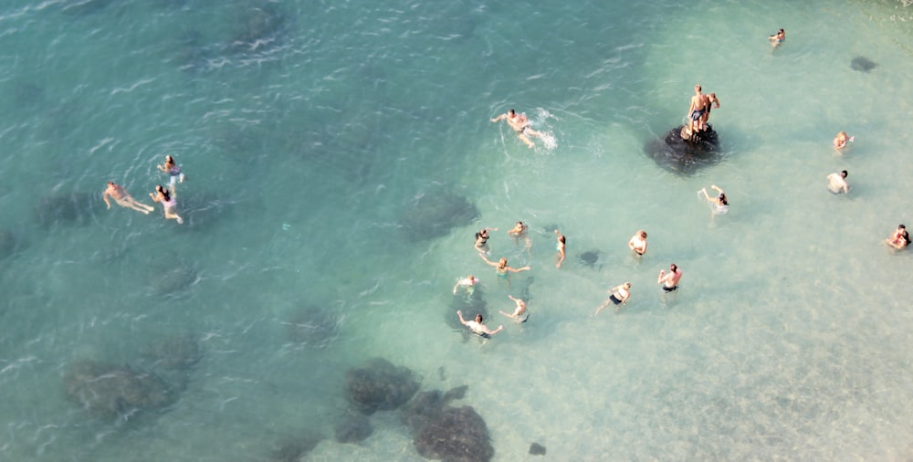 group of people swimming on body of water