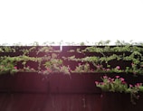 A vertical garden with lush green vines and small bright pink flowers growing on a series of dark wooden shelves. The contrast between the vibrant plants and the rich brown wood is highlighted against a bright white sky.