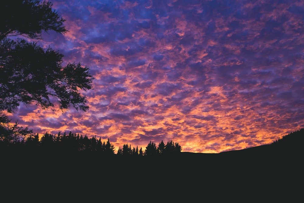 silhouette of trees during golden hour