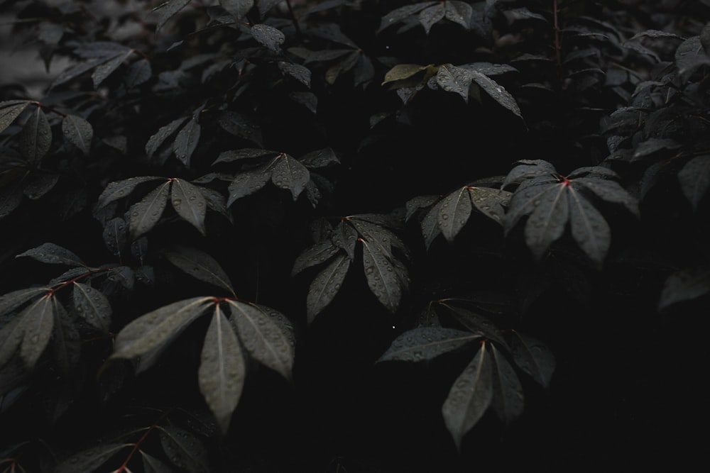 Photographie en niveaux de gris d’une plante