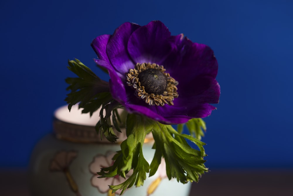 Fotografía de primer plano de flor de pétalos púrpura