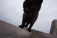 A black cat perched on a rustic wooden fence overlooking a quiet street.