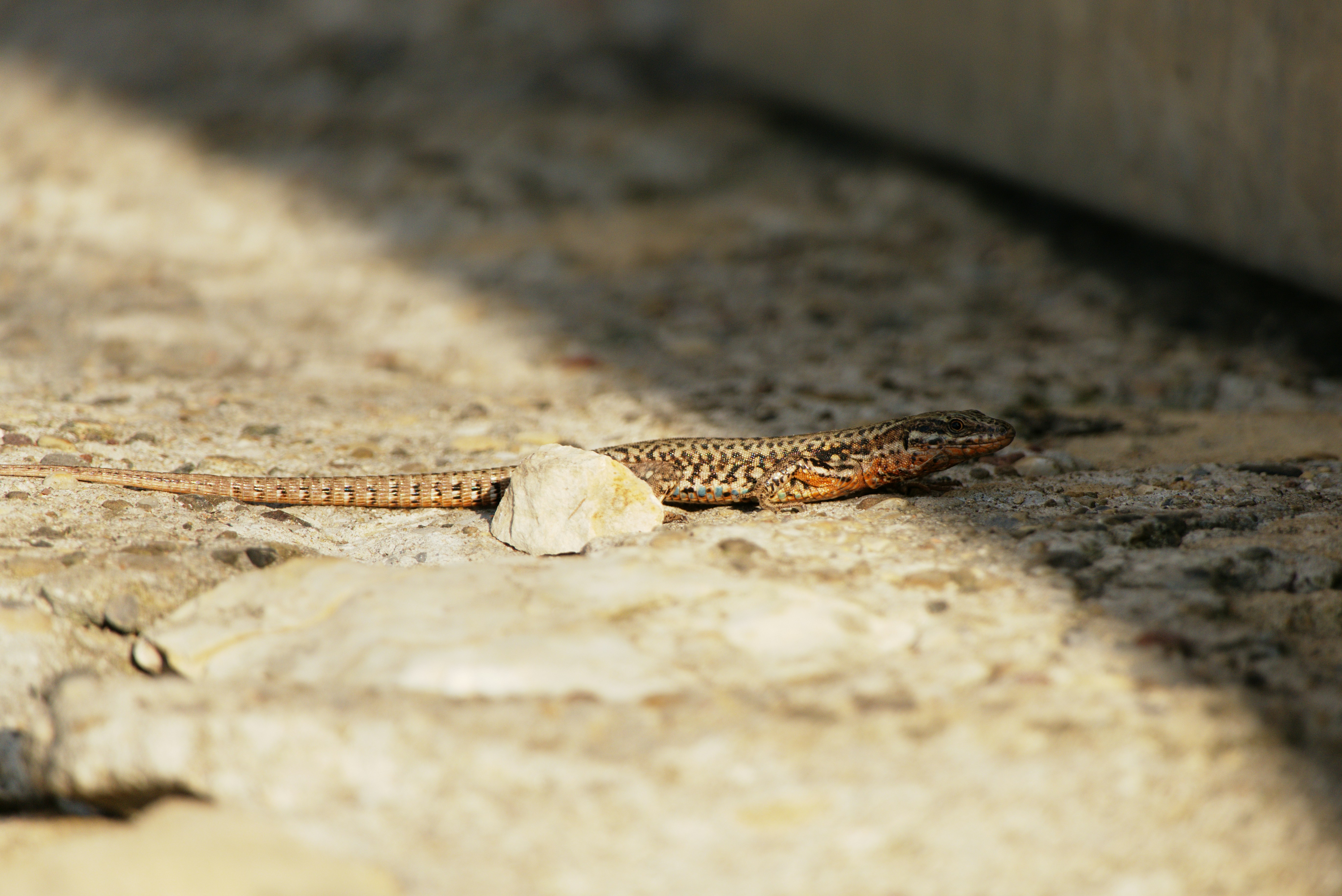 Free Unsplash photo from Rick Tap