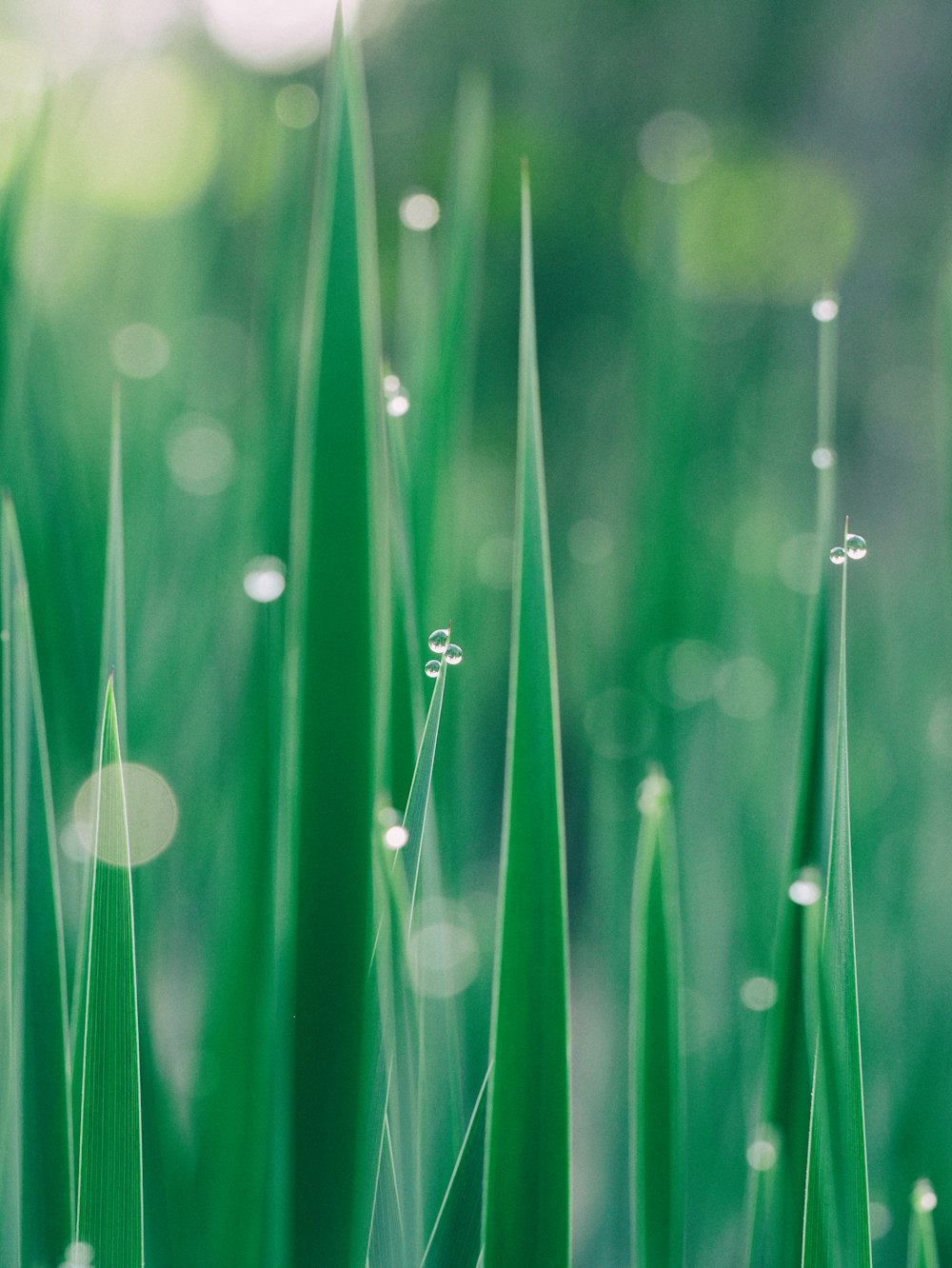 green grass selective focus photography