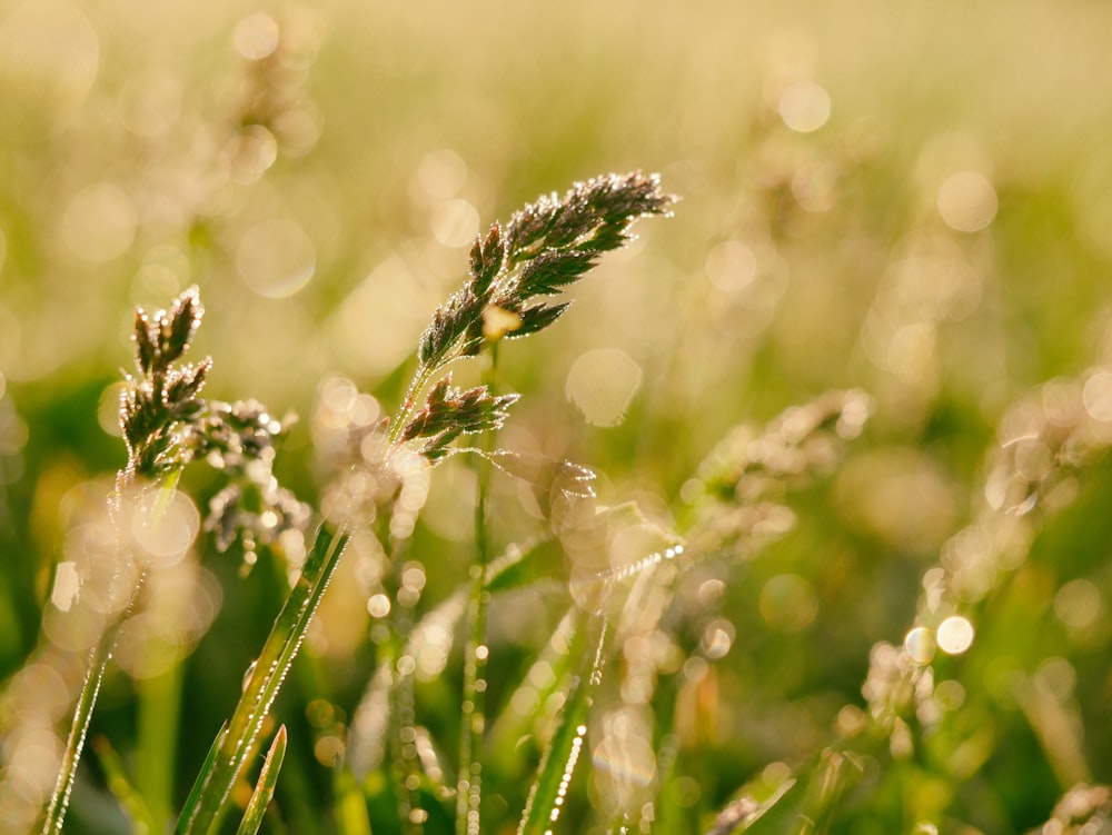 Photographie en gros plan de l’herbe verte