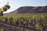 te mata hawkes bay new zealand with vineyard in foreground