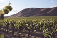 te mata hawkes bay new zealand with vineyard in foreground