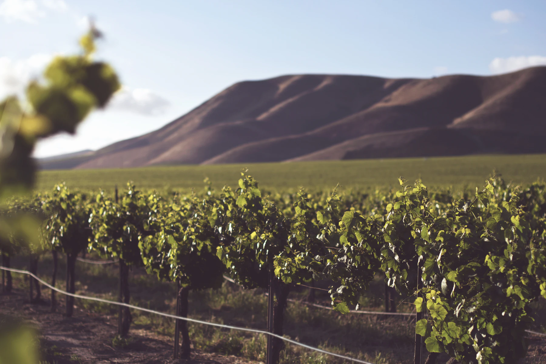 Vine rows under bare hills above the Combe de Sereins
