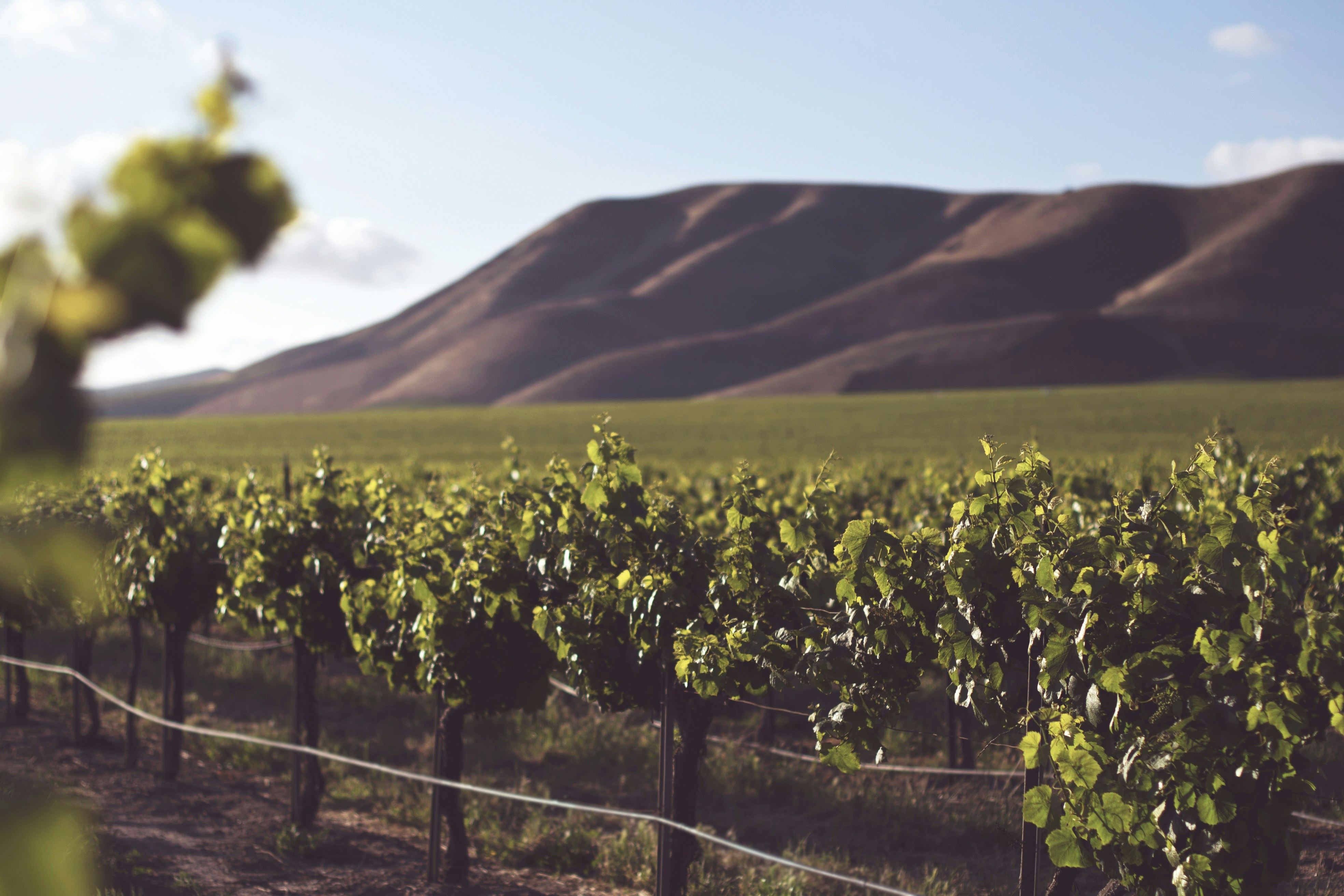 Wine tasting, Best things to do in New Zealand in November