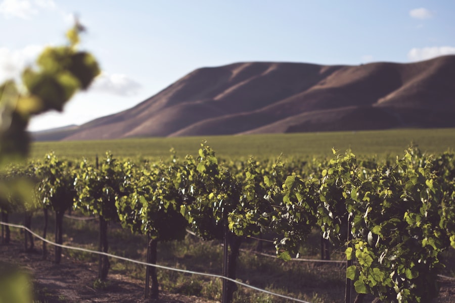 California farmland