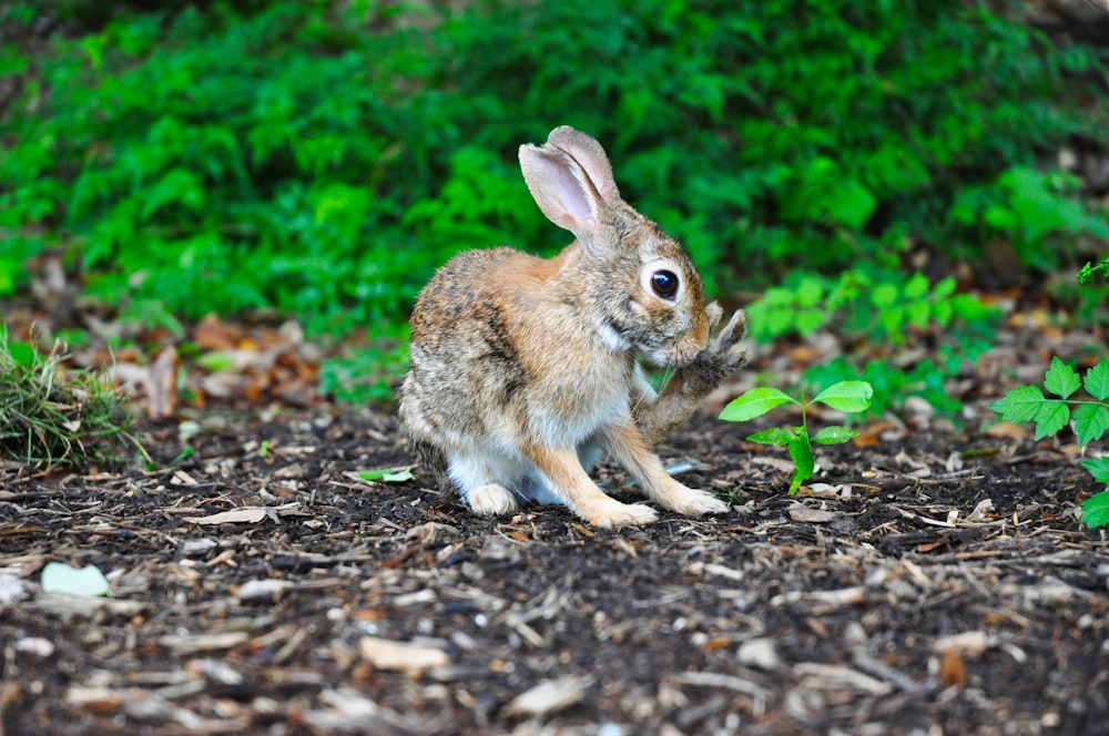 brown rabbit near green leafed plant