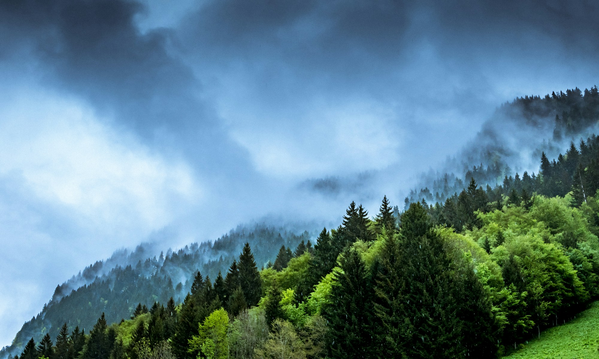 forest and mountain partially covered with fog