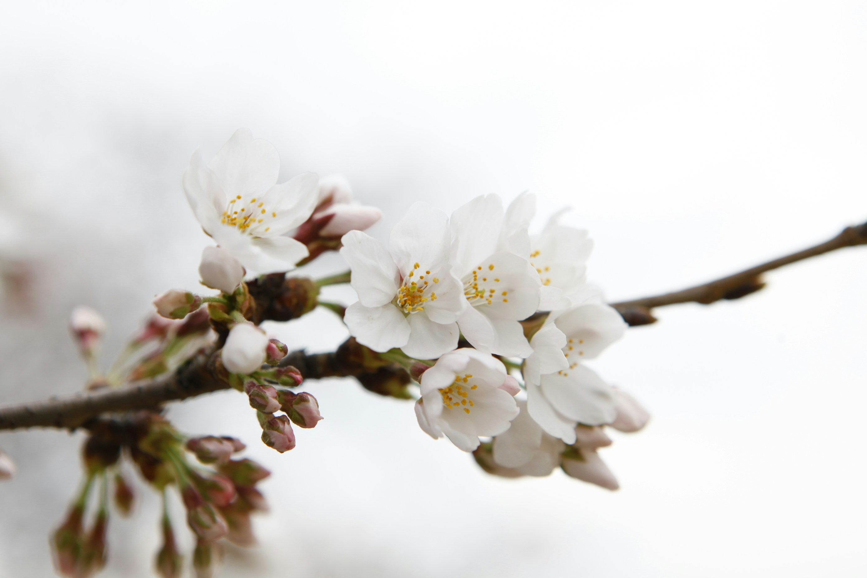 Free Unsplash photo from Daniel Kim