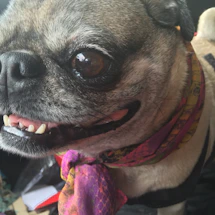 A cheerful dog wearing a colorful handmade scarf, happily looking at the camera.