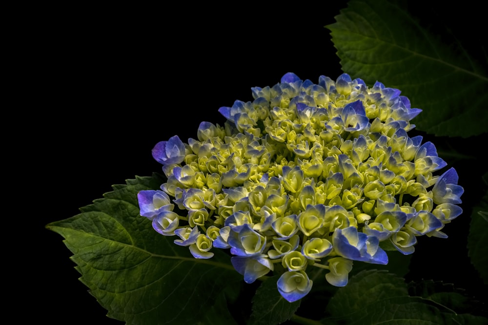 racimo de flores de pétalos púrpuras y verdes