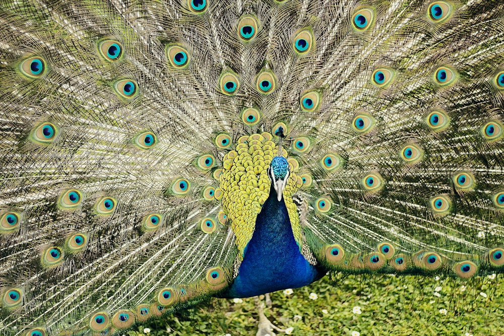 peacock on brown dirt ground during daytime